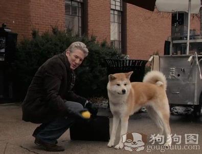 忠犬八公的故事日本版 八公 八公-忠犬八公，八公-电影 《八公犬的故事》（日本）