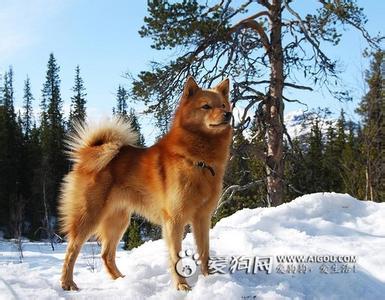 芬兰狐狸犬 芬兰狐狸犬 芬兰狐狸犬-简介，芬兰狐狸犬-演变历程