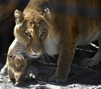 物种和种群的区别 狮狮虎 狮狮虎-物种介绍，狮狮虎-种群状况