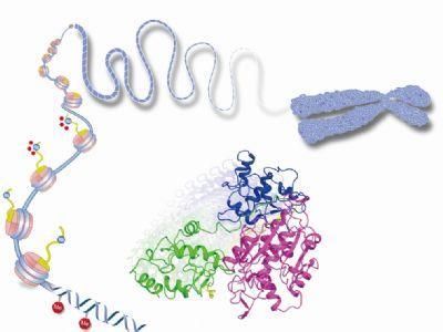 蛋白酶活性测定方法 酶蛋白 酶蛋白-构成，酶蛋白-质量测定