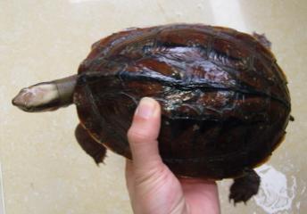 三线闭壳龟 三线闭壳龟-形态特征，三线闭壳龟-生活习性