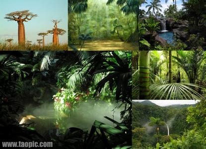 丛林探险 热带雨林 热带丛林 热带丛林-主要分布，热带丛林-雨林生态