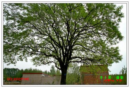 柴油碳数分布 柴油树 柴油树-简介，柴油树-分布情况