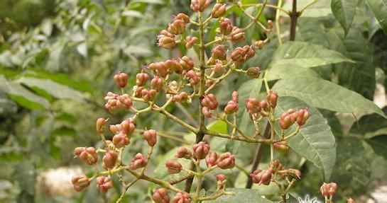 简述 概述 吴茱萸 吴茱萸-概述，吴茱萸-药品简述