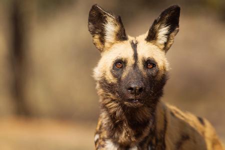 非洲野生动物猎食视频 野狗[动物] 野狗[动物]-非洲野犬，野狗[动物]-猎食特色