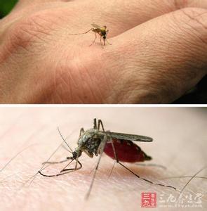 被蚊子咬了怎么止痒 被蚊子咬后怎么止痒？