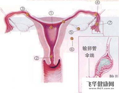 宫颈疾病的病因 宫颈妊娠 宫颈妊娠-疾病概述，宫颈妊娠-疾病病因