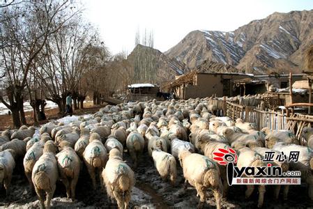 新疆细毛羊 新疆细毛羊 新疆细毛羊-羊毛产地，新疆细毛羊-羊毛产量