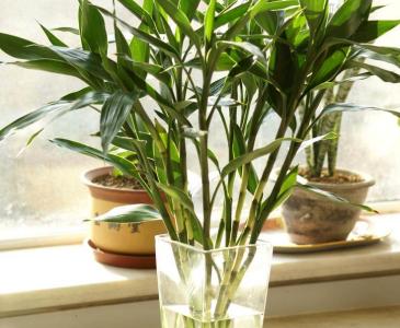 富贵竹水养自制营养液 水养富贵竹的方法