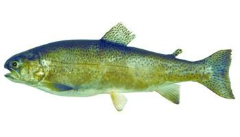 salmonid 鲑科 鲑科-鲑科Salmonidae，鲑科-鲑亚目