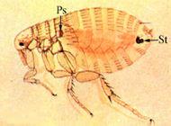 跳蚤生活史 蚤目 蚤目-生活史，蚤目-物种分类