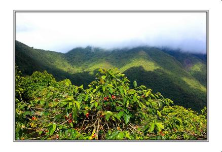 牙买加蓝山咖啡 牙买加蓝山咖啡 牙买加蓝山咖啡-简介，牙买加蓝山咖啡-地域气候