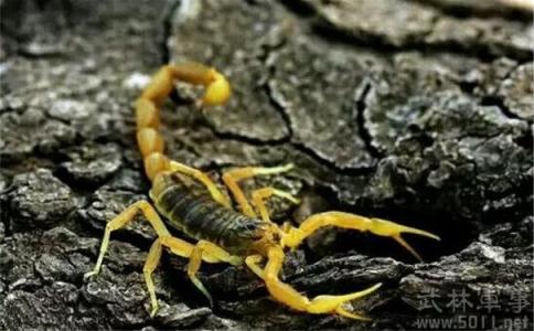 巴勒斯坦毒蝎 巴勒斯坦毒蝎 巴勒斯坦毒蝎-毒物排行，巴勒斯坦毒蝎-科属简介