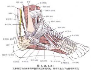 踝关节结核 踝关节 踝关节-概述，踝关节-踝关节结核的治疗