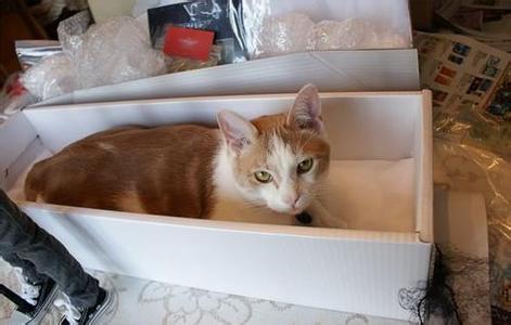 天猫盒子使用方法 教你使用抓猫盒子