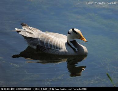 斑头雁 斑头雁 斑头雁-简介，斑头雁-巢穴