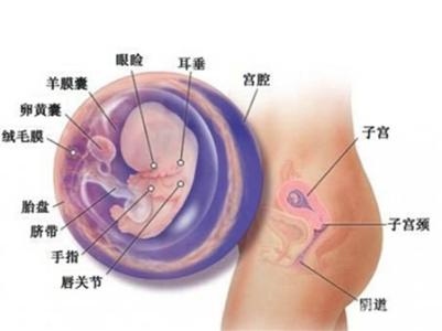 怀孕三个月孕妈妈症状 怀孕三个月的症状有哪些