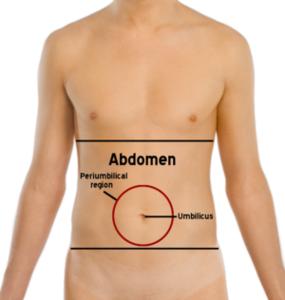 abdominal abdomen