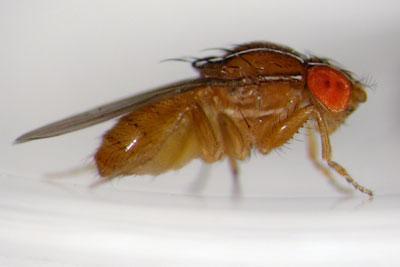 果蝇生活史 果蝇 果蝇-外观特征，果蝇-生活环境