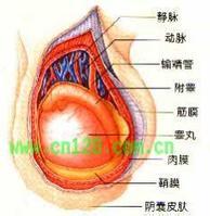 阴囊结构 阴囊 阴囊-阴囊结构，阴囊-血供环境