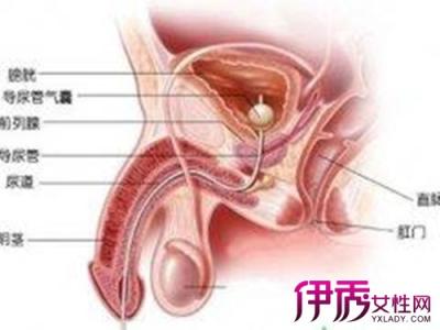 男性和女性尿道长度 尿道 尿道-男性尿道，尿道-女性尿道