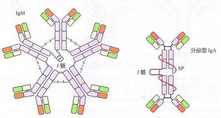 免疫球蛋白 抗体 免疫球蛋白 免疫球蛋白-抗体与Ig，免疫球蛋白-主要结构