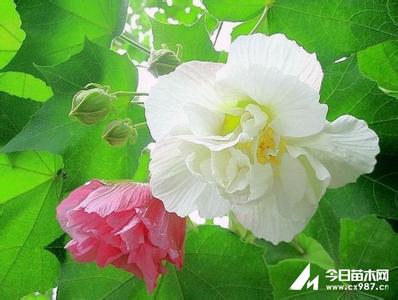 木芙蓉 木芙蓉-形态特征，木芙蓉-生长习性