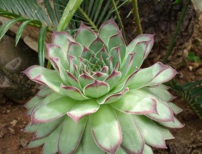 宝石花 植物  宝石花 植物 -形态特征，宝石花 植物 -生长习性
