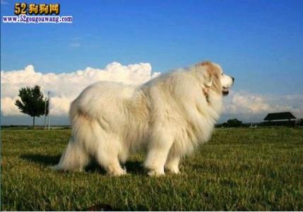 大白熊犬 大型犬 大型犬-大白熊犬，大型犬-圣伯纳犬
