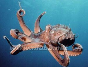 章鱼 章鱼-外形特征，章鱼-生活习性