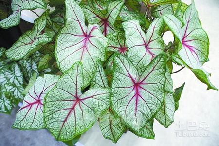 花叶芋 花叶芋-基本资料,花叶芋-生长习性