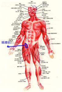 叉腰肌 叉腰肌 叉腰肌-主要作用，叉腰肌-锻炼方法