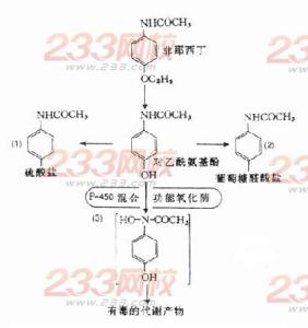 个体软件过程基本原理 非那西丁 非那西丁-基本内容，非那西丁-体内过程