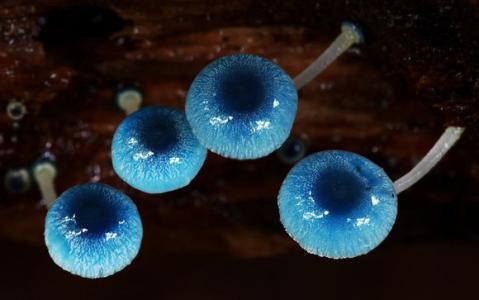 蘑菇主要分布地区 炫蓝蘑菇 炫蓝蘑菇-简介，炫蓝蘑菇-分布地区