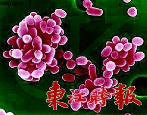 布鲁氏杆菌病 布鲁氏杆菌 布鲁氏杆菌-简介，布鲁氏杆菌-引发疾病