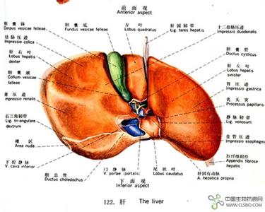原发性肝癌分类 原发性肝癌 原发性肝癌-概述，原发性肝癌-疾病分类