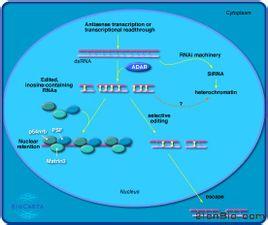 TAM细胞 反义寡聚核苷酸