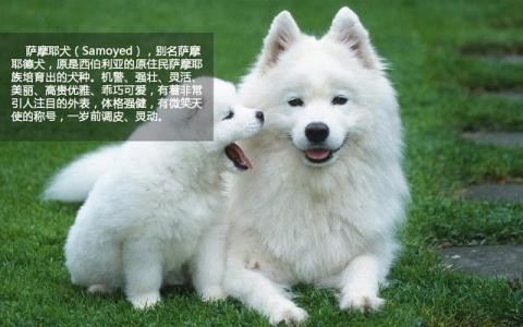 萨摩犬 萨摩犬 萨摩犬-概况，萨摩犬-起源