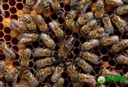 东北粮食主产区 东北黑蜂 东北黑蜂-产区环境，东北黑蜂-蜜蜂种类及分类历史