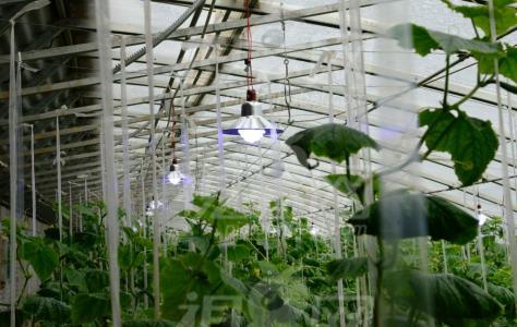 多肉植物生长习性简介 植物生长灯 植物生长灯-简介，植物生长灯-介绍