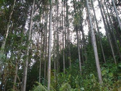 杉木生长周期 杉木林 杉木林-恩施地区杉木生长的现状及前途，杉木林-杉木林生