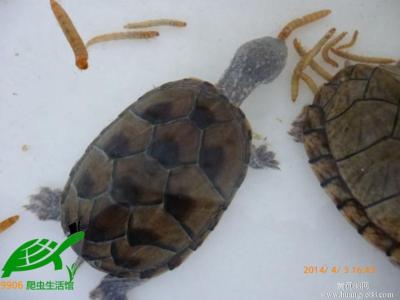 麝香龟 麝香龟-外形特征，麝香龟-生活习性