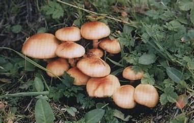 台蘑 台蘑 台蘑-简介，台蘑-历史