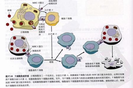 细胞免疫过程 细胞免疫 细胞免疫-细胞免疫，细胞免疫-细胞免疫的机制和过程