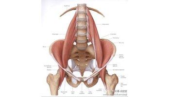 髂腰肌的作用 髂腰肌 髂腰肌-主要作用，髂腰肌-腰肌瘦身