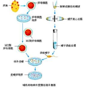 中国ivf发展 体外受精 体外受精-技术发展，体外受精-IVF技术