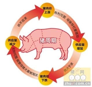 元素周期表简介 猪周期 猪周期-简介，猪周期-原因分析