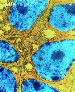 细胞核 细胞核 细胞核-发现历史，细胞核-胞器定义
