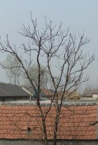 家乡的香椿树作文600字 家乡的香椿树