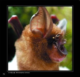 菊头蝠 菊头蝠-物种介绍，菊头蝠-生活习性
